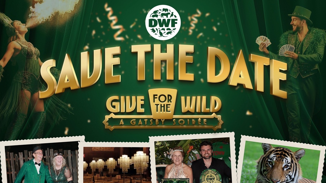 Dreamworld to Host Give for the Wild: A Gatsby Soirée Fundraising Gala